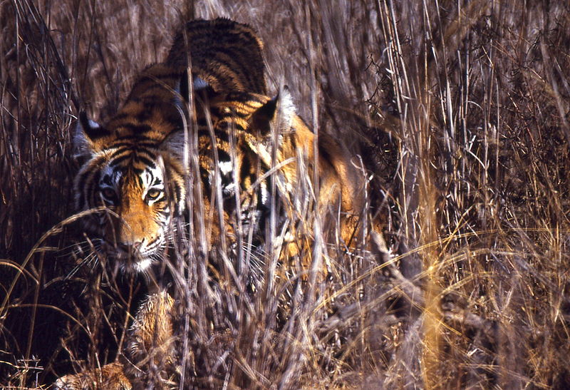 A tiger crouching in the grass
